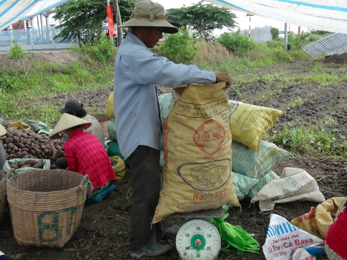Tìm thị trường ổn định cho khoai lang ảnh 1